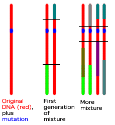 Mixing within chromosomes